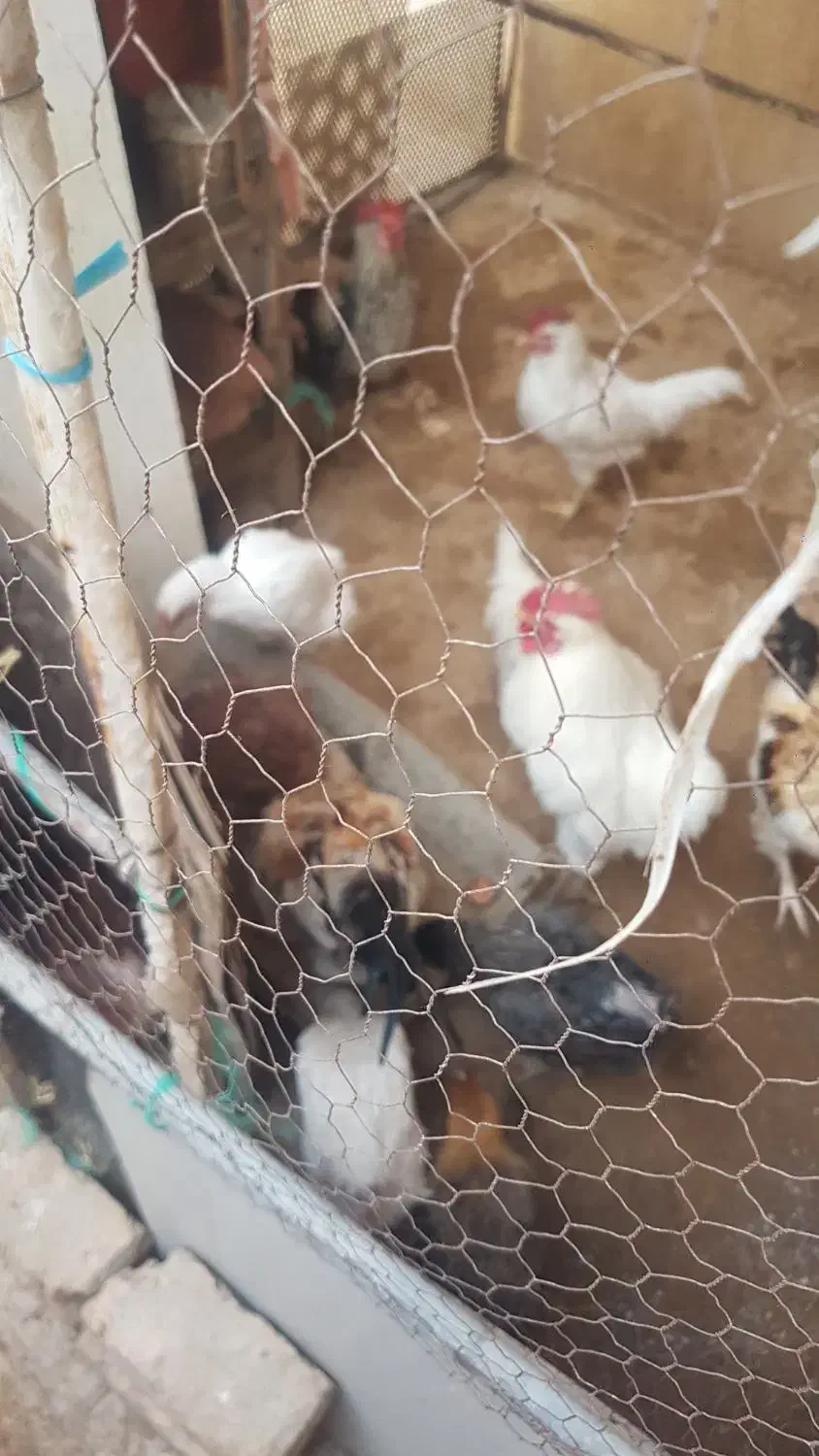 فروش تعدادی مرغ وخروس باهم|حیوانات مزرعه|رباطکریم, شترخوار|دیوار