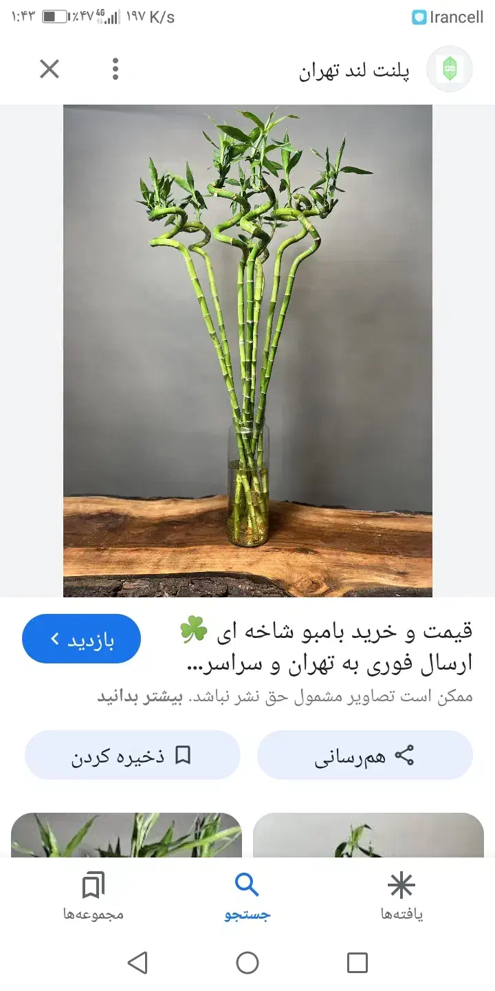 گل بامبو، گل شانس...|گل و گیاه طبیعی|نقده, |دیوار