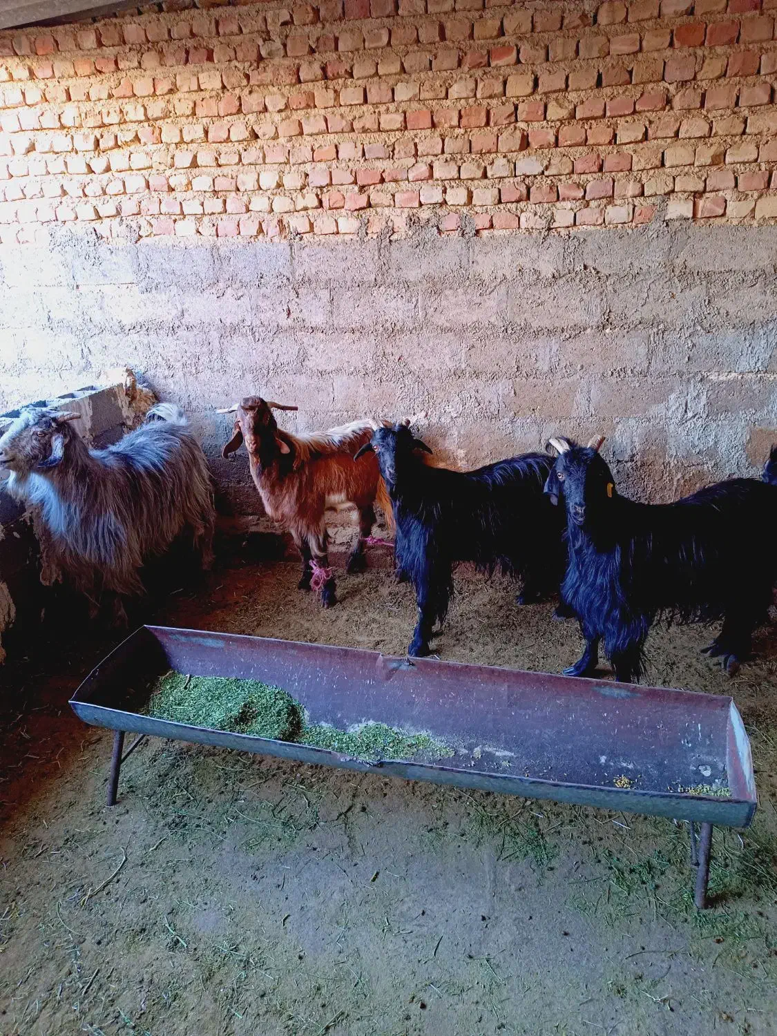 فروش کهره چبش و سه بز|حیوانات مزرعه|فسا, |دیوار