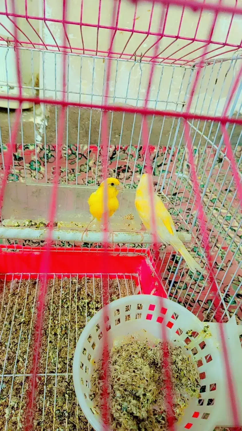 گتوند|پرنده|گتوند, |دیوار