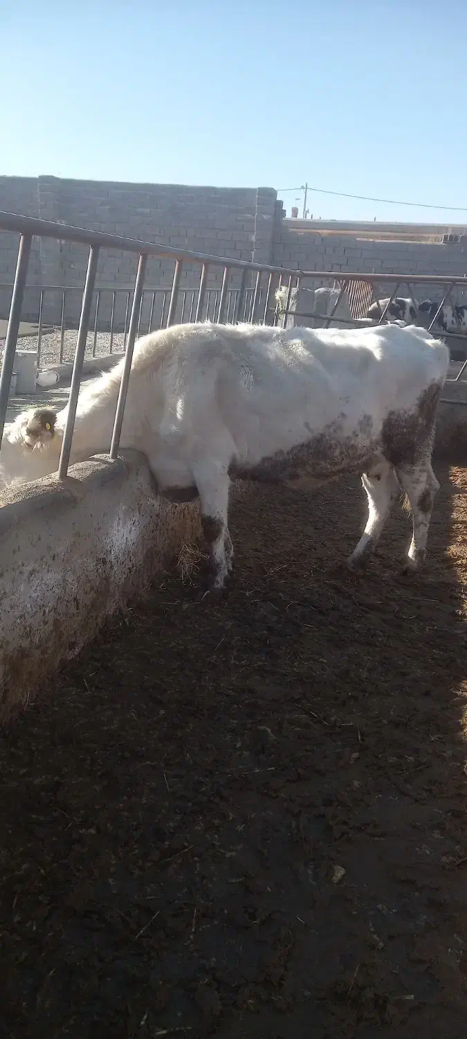 یک راس گاو اول شکم|حیوانات مزرعه|شیروان (خراسان), |دیوار