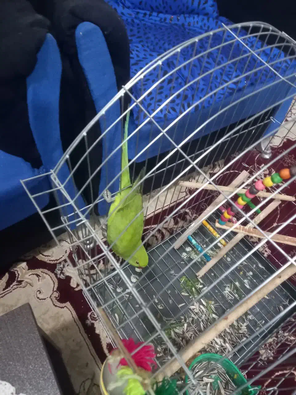 طوطی ملنگو سخنگو ماده پ|پرنده|اصفهان, بهاران|دیوار