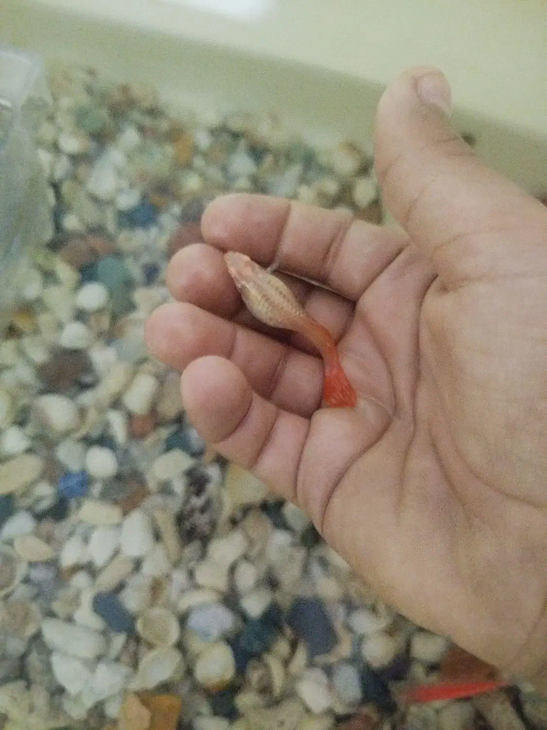 ماهی|ماهی|نوشین شهر, |دیوار