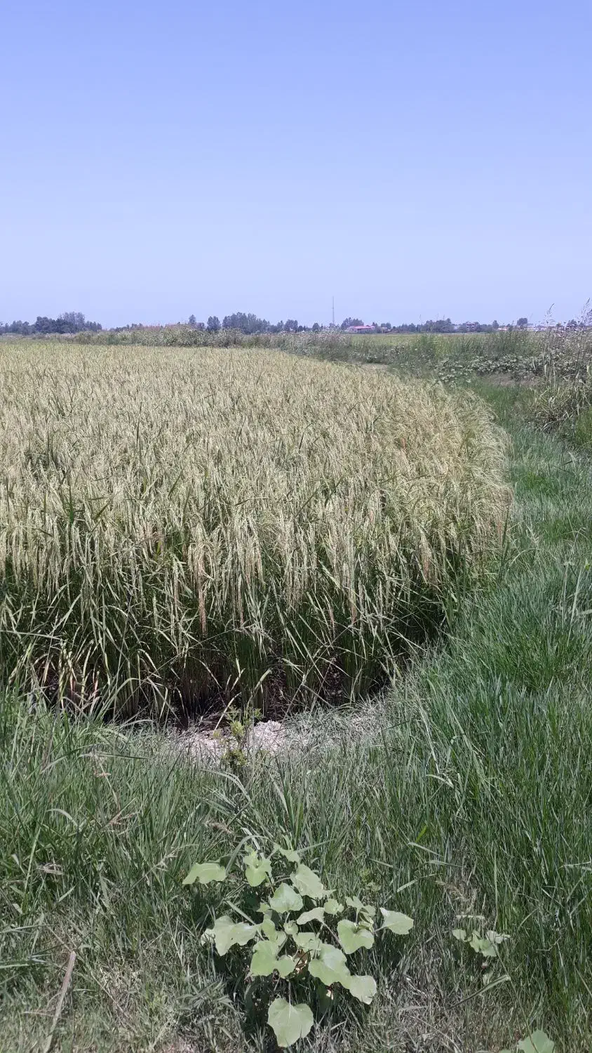 نمیدانه هاشمی سورتینگ شده|خوردنی و آشامیدنی|کیاشهر, |دیوار