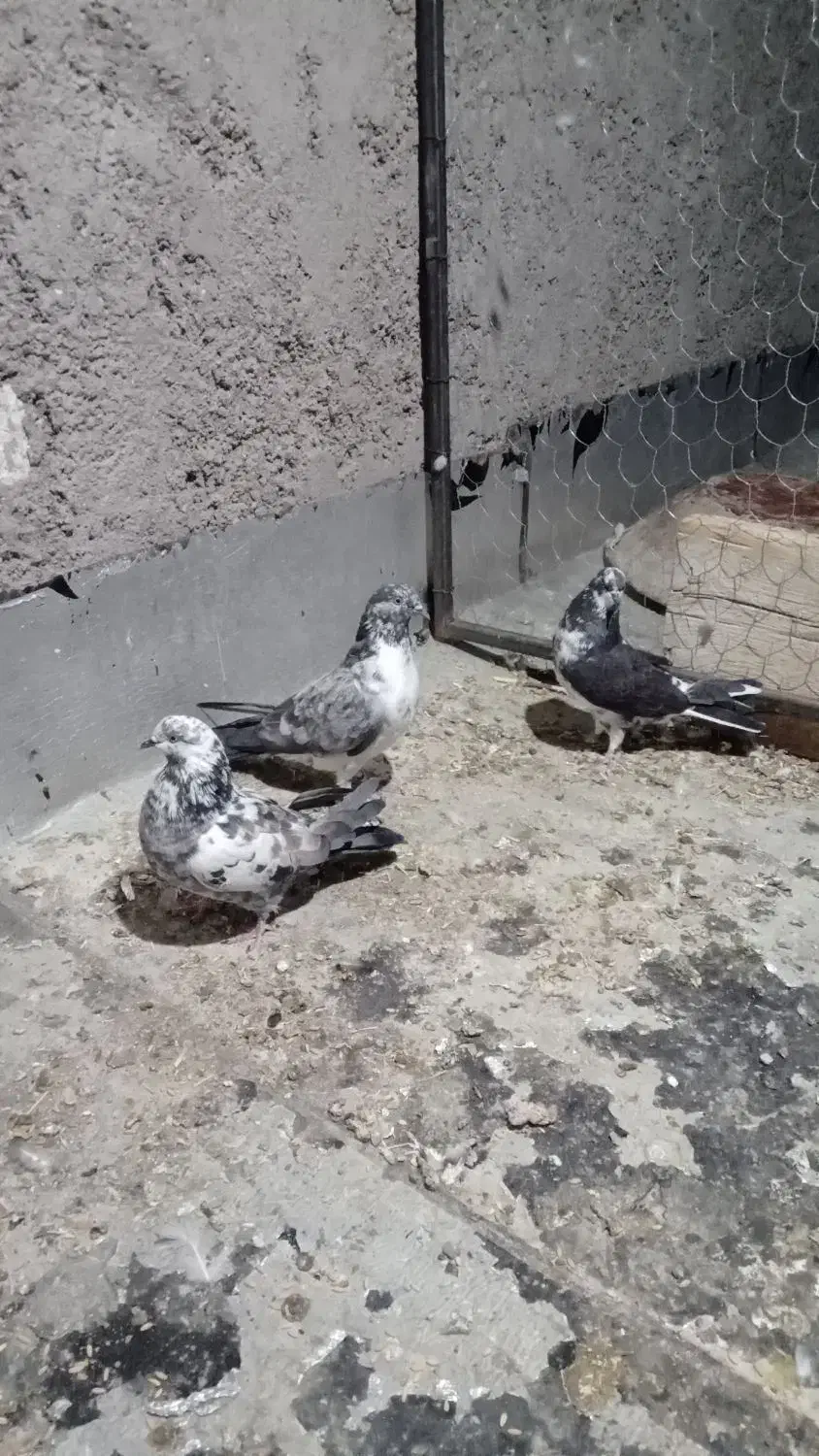 کفتر بدرد خور حراج|پرنده|ساوه, |دیوار