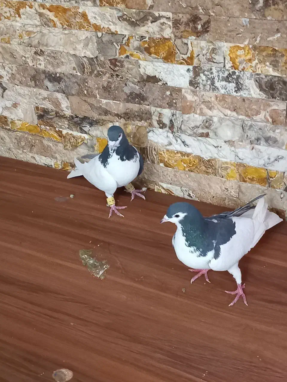 چادری جفت کفتر چپ|پرنده|محمدشهر, محمدشهر|دیوار