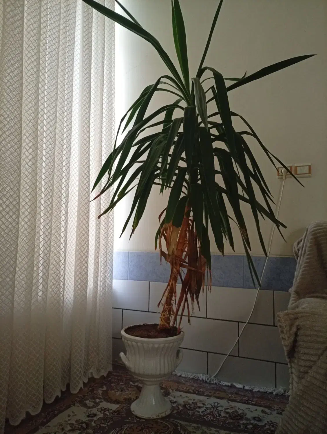 گل و گیاه|گل و گیاه طبیعی|فسا, |دیوار