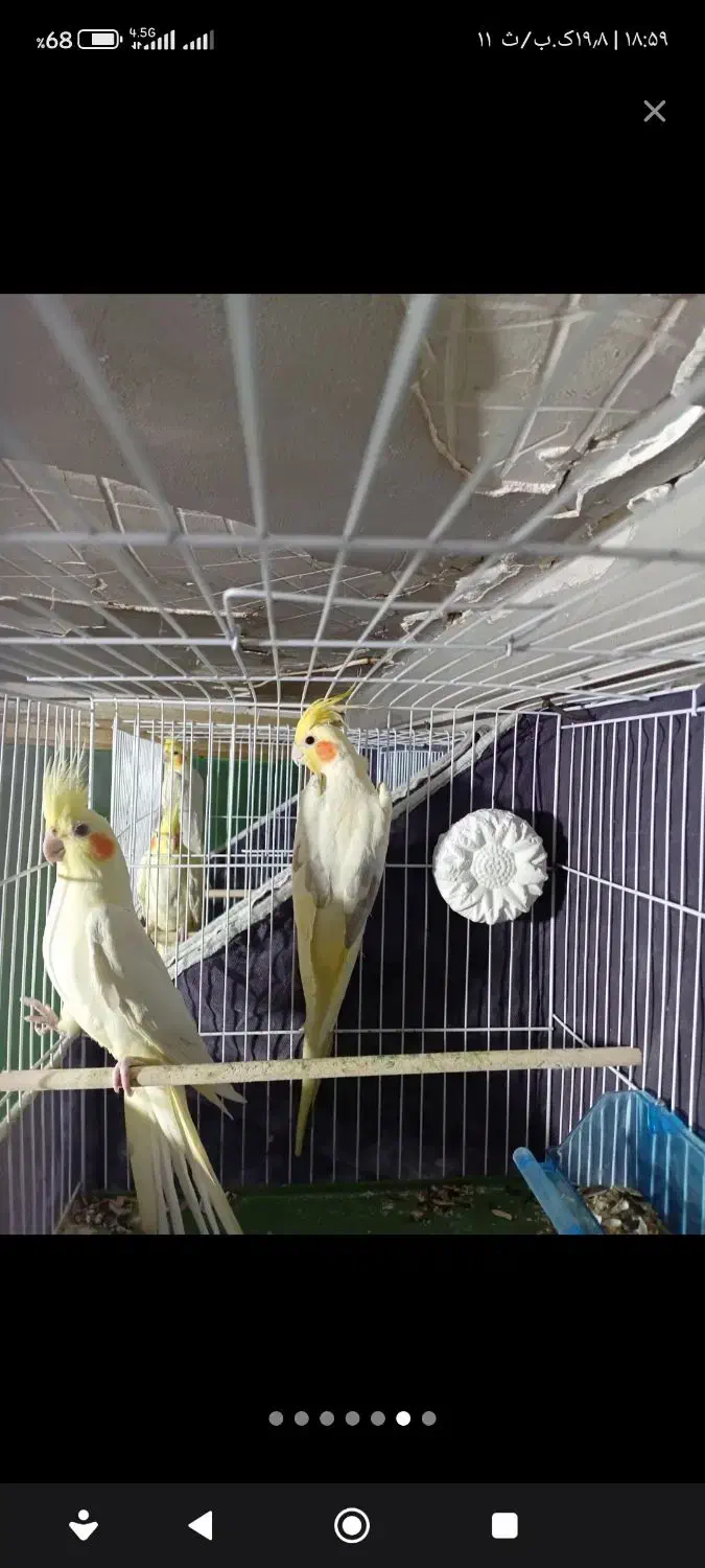 عروس هلندی لوتینو مولد معاوضه|پرنده|گرگان, |دیوار