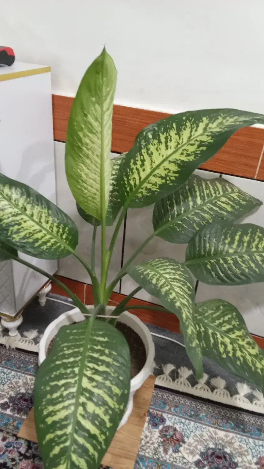 ۴گل دلفین به فروش می رسد|گل و گیاه طبیعی|پیر سلیمان, |دیوار