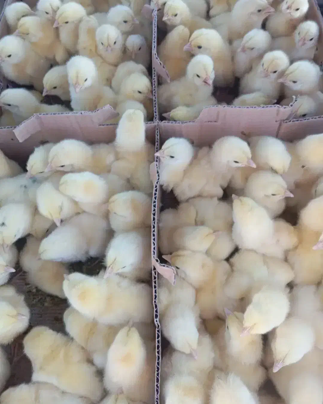 جوجه گوشتی راس ۳۰۸ از نژاد مرغ خروس سنگین وزن|حیوانات مزرعه|سیرجان, |دیوار