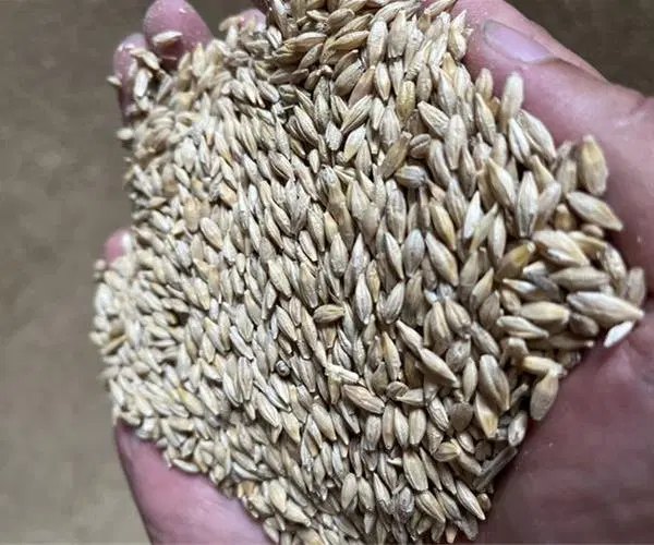 جو و کلزا|خدمات باغبانی و درختکاری|بندر ترکمن, |دیوار