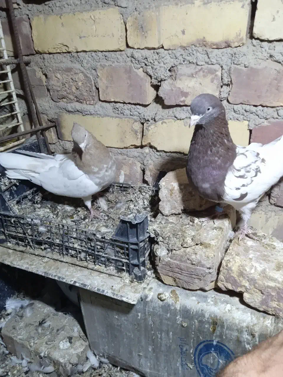 دوجفت پرشی جفت کله ای جفت سینه ای|پرنده|زابل, |دیوار