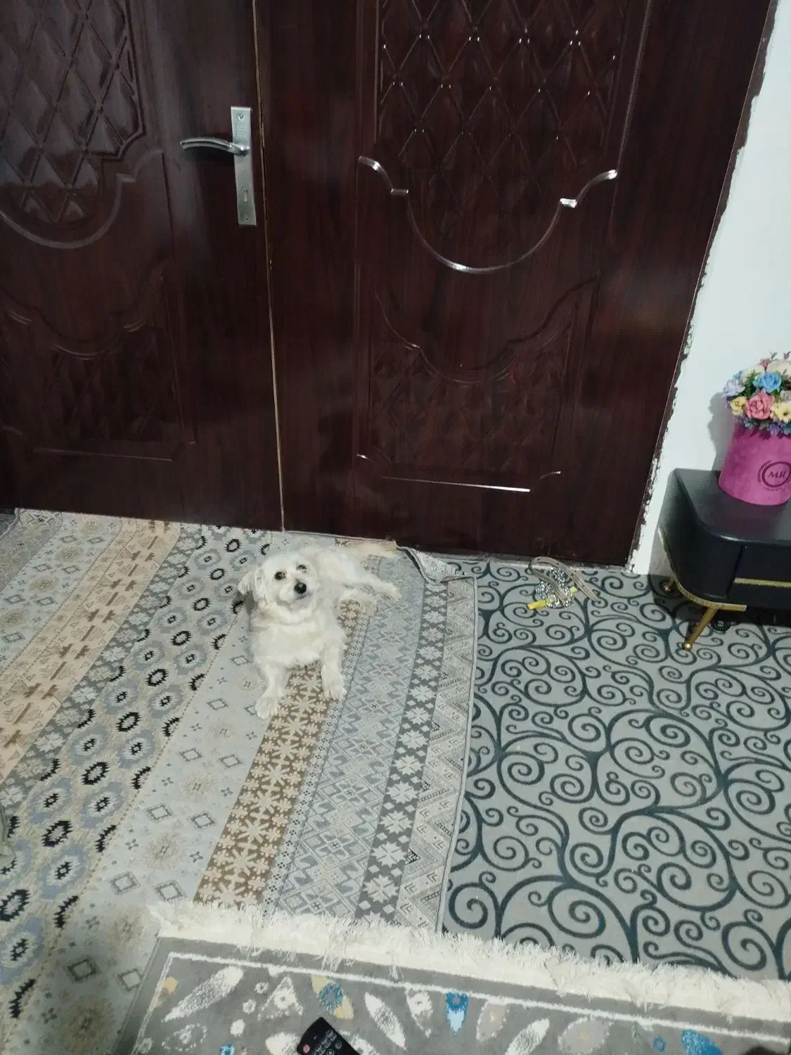 واگذاری سگ پاپی|سگ|رزن, |دیوار