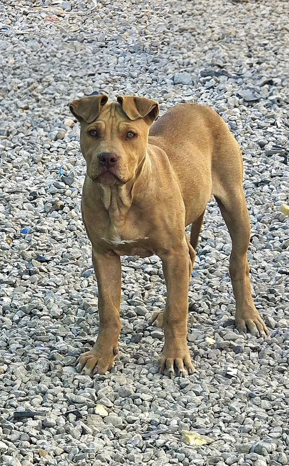 پیت بول|سگ|یاسوج, |دیوار