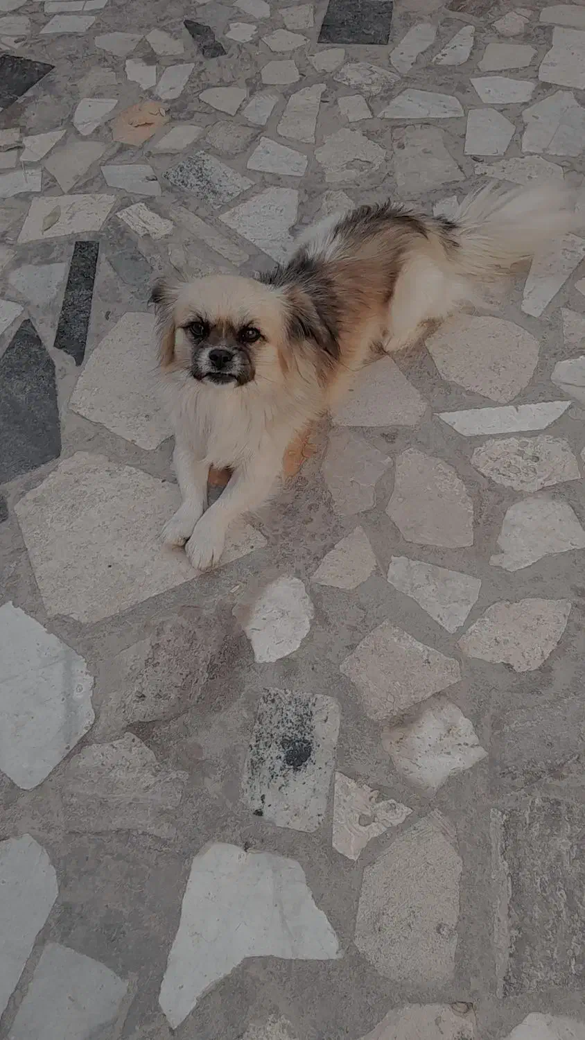 سگ پاپی|سگ|تربتحیدریه, باغ ملی|دیوار