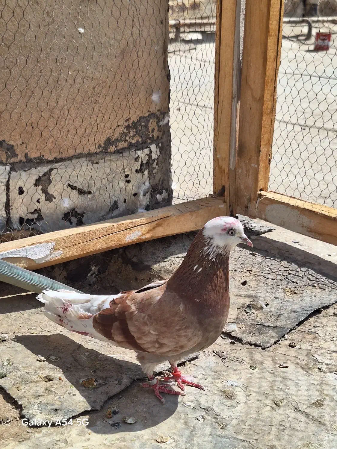 ماده پیس کلهسفید|پرنده|کاشان, کوچه باسکول|دیوار