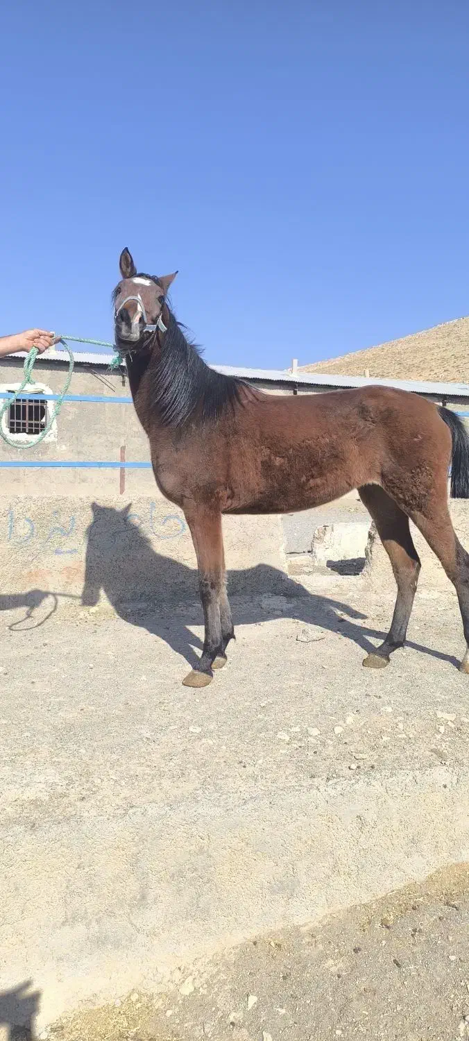 اسب|اسب و تجهیزات اسب‌سواری|ثلاث باباجانی, |دیوار