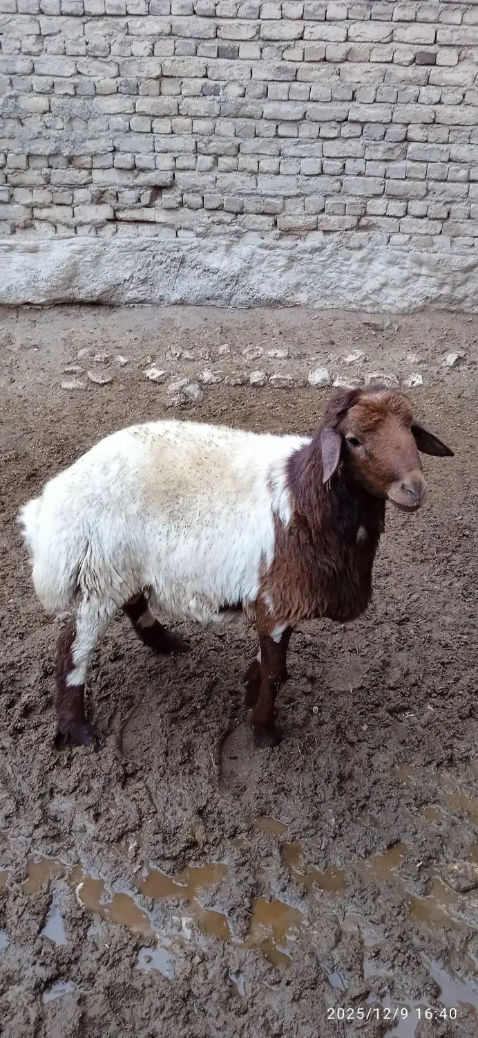 قوچ|حیوانات مزرعه|باغ حلی, |دیوار