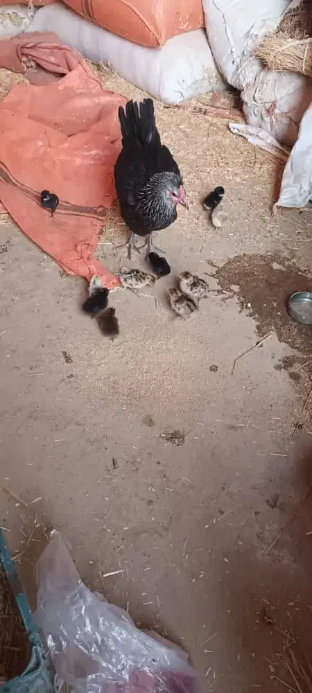 مرغ|حیوانات مزرعه|وحدتیه, |دیوار