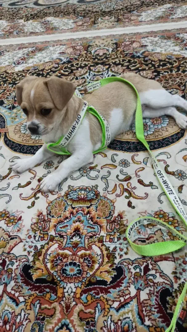 سگ خانگی|سگ|آباده, |دیوار