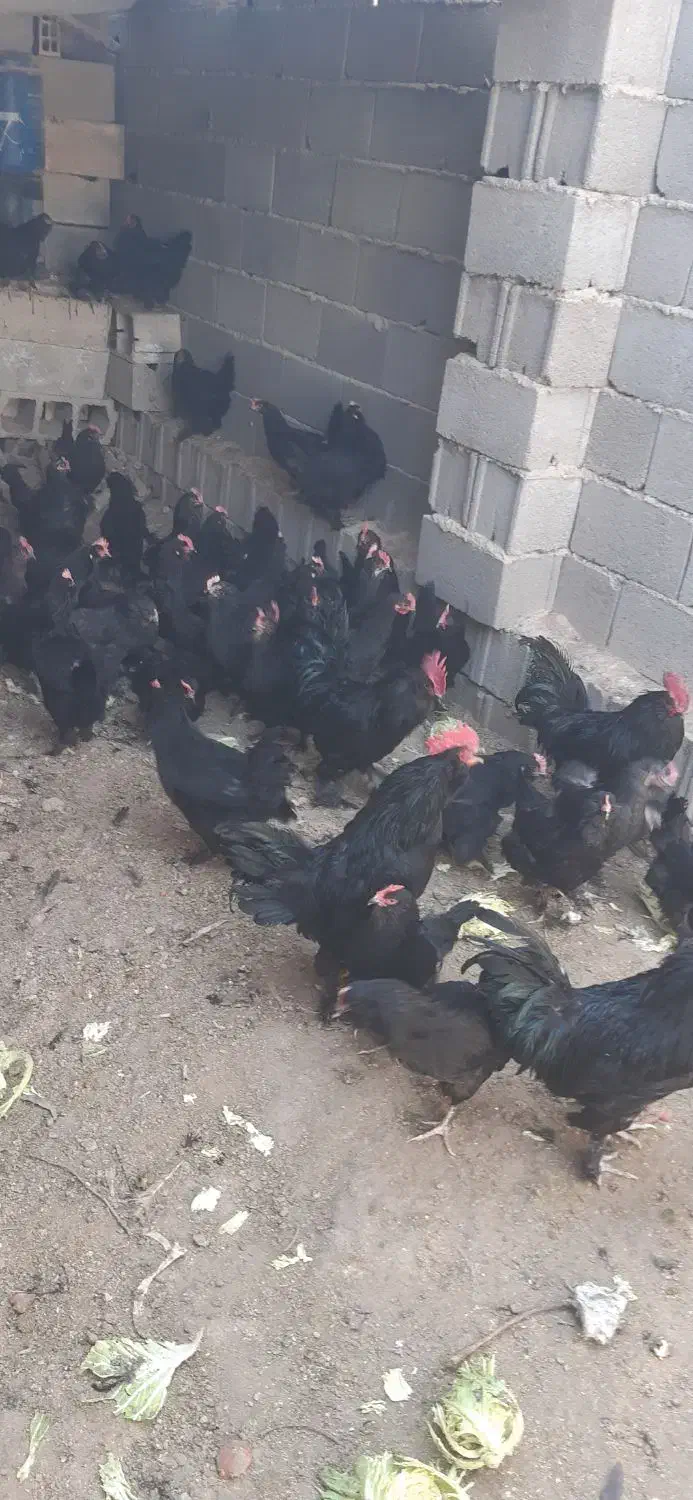 تخم نطفه دار مرندی|حیوانات مزرعه|نجف‌آباد, قلعه سفید|دیوار