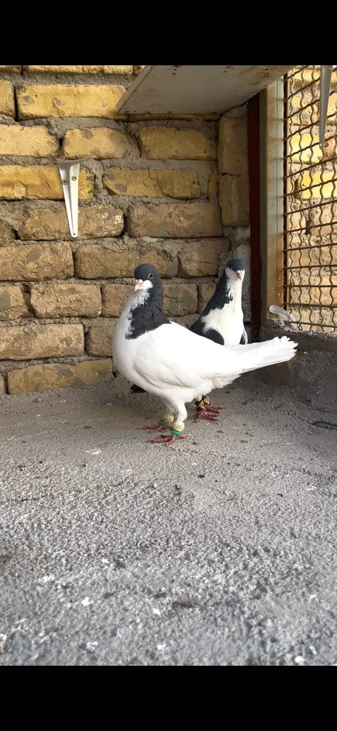 کبوتر خوشرنگ|پرنده|بوئین زهرا, |دیوار