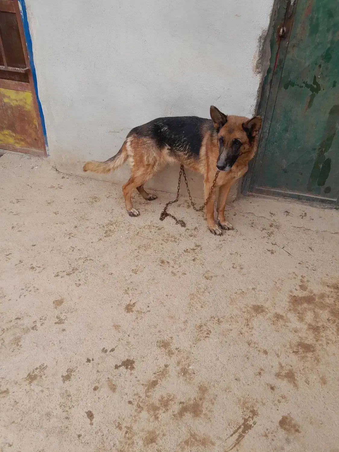 سگ ژرمن شپرد نر و ماده|سگ|لنجان, |دیوار