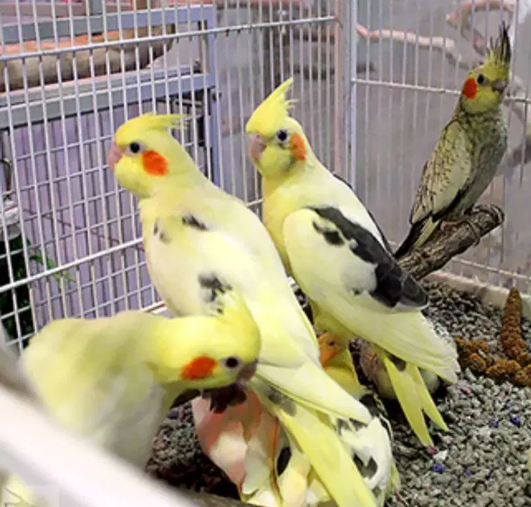 پرنده فروشی ققنوس|پرنده|دوگنبدان, |دیوار