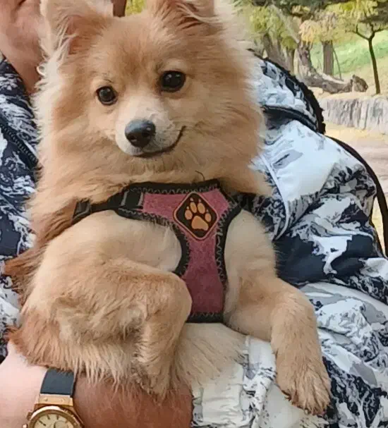 واگذاری سگ پامرین روباهی رایگان|سگ|خرمآباد, |دیوار