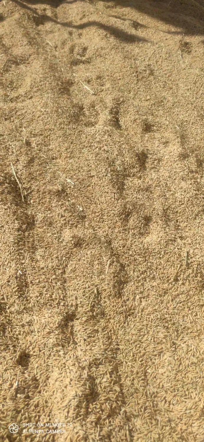 شلتوک|خوردنی و آشامیدنی|بوستان, |دیوار