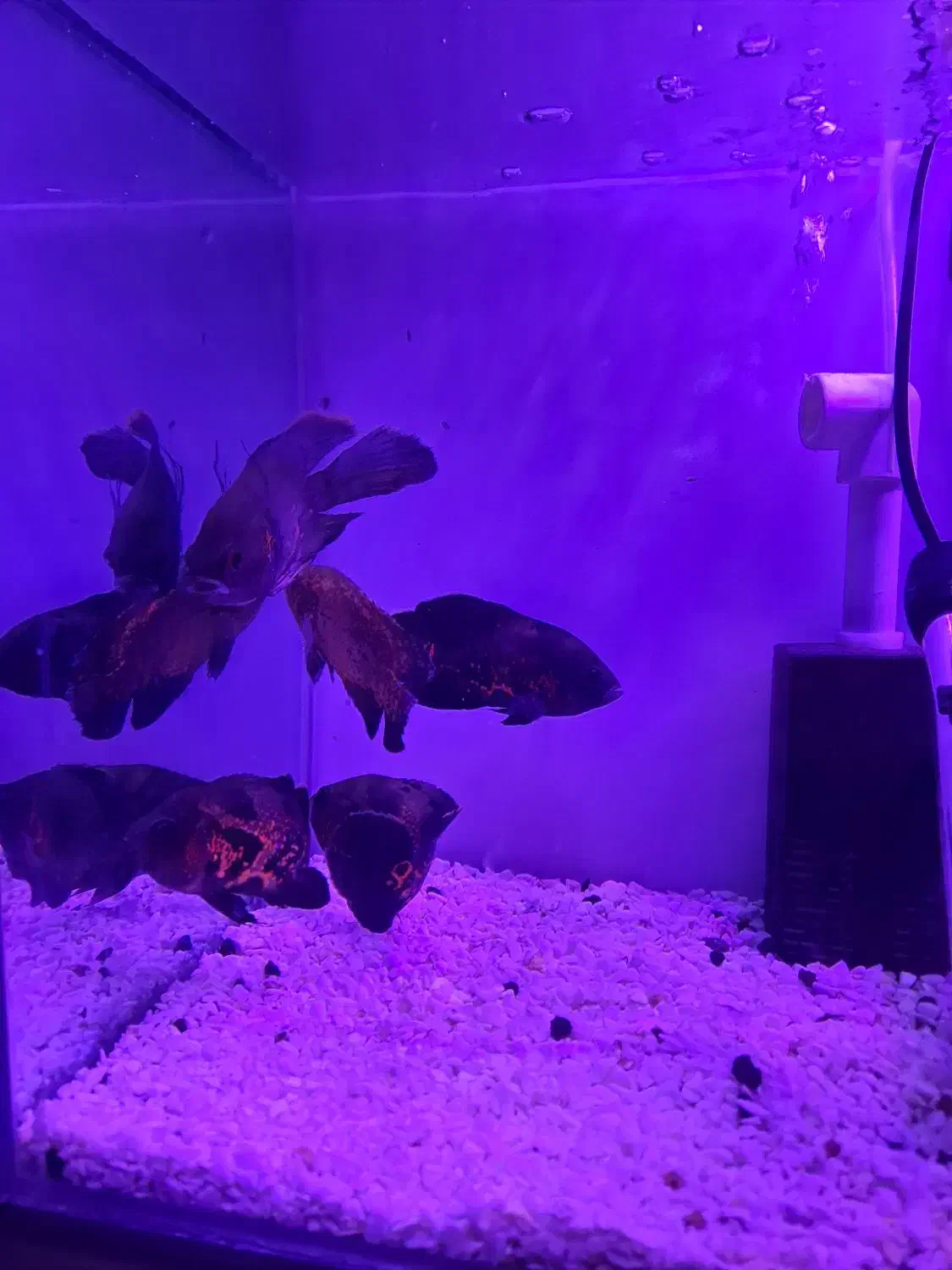 ماهی اسکار|ماهی|ماکو, |دیوار