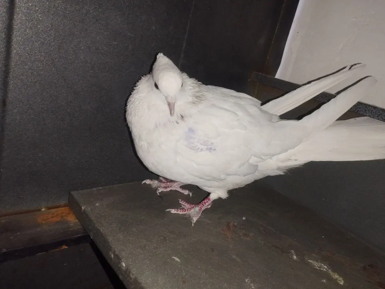 کبوتر نر طوقی|پرنده|شاهرود, |دیوار