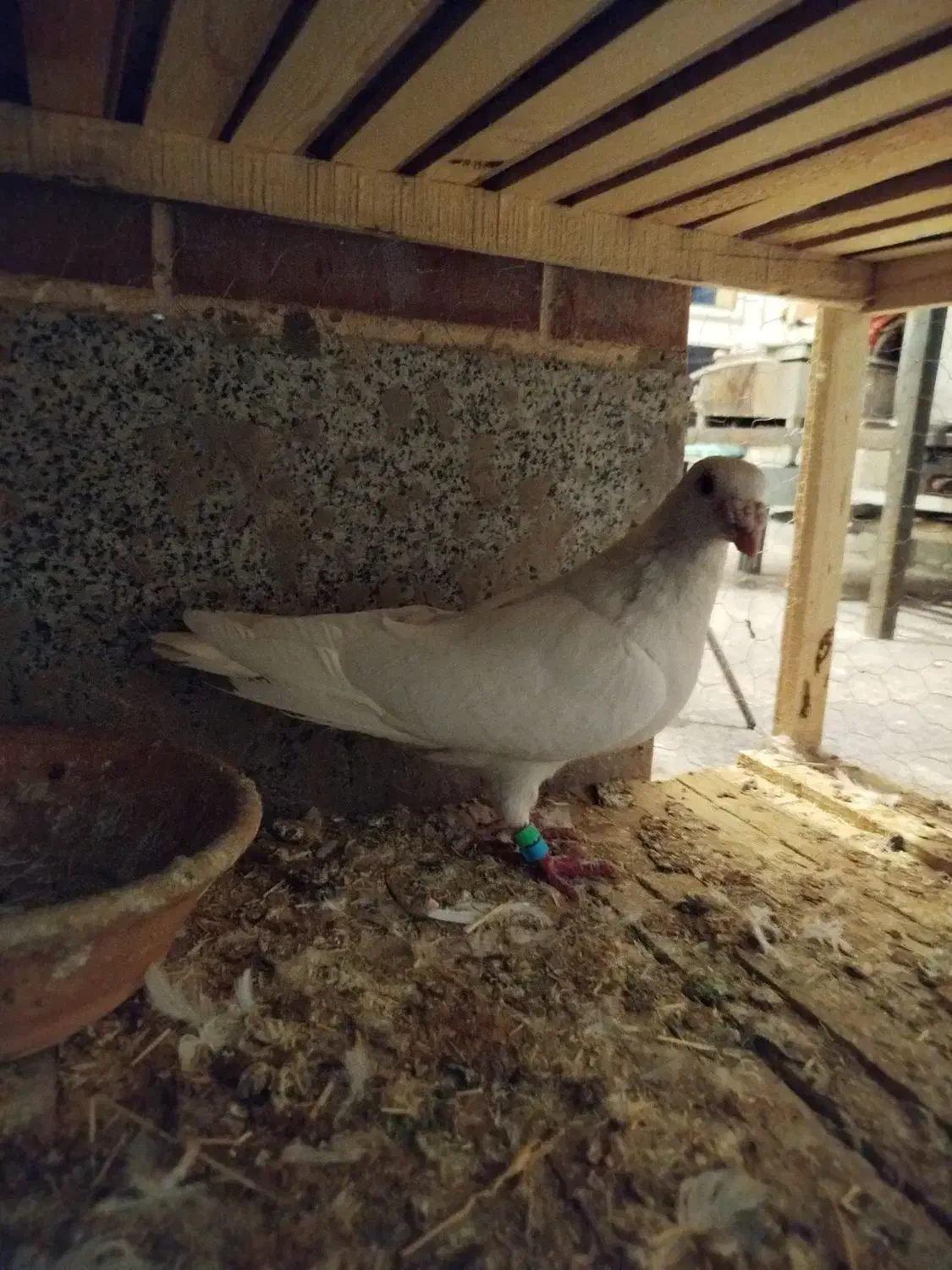 سفید دورگ|پرنده|فولادشهر, مسکن مهر فولادشهر|دیوار