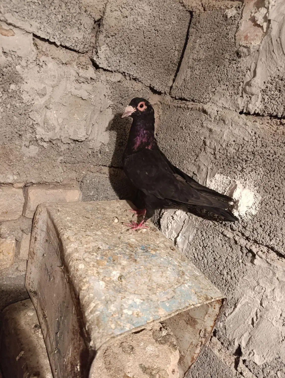 نر کلاغ سیستان گردن کلفت|پرنده|بردسیر, |دیوار