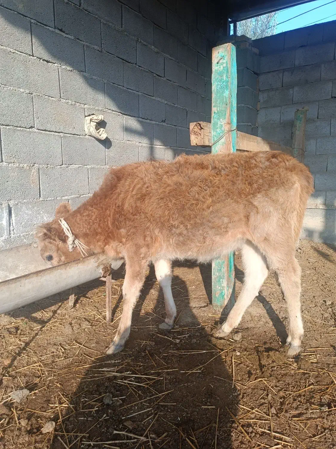 دو عدد گوساله ی محلی|حیوانات مزرعه|بندر ترکمن, |دیوار