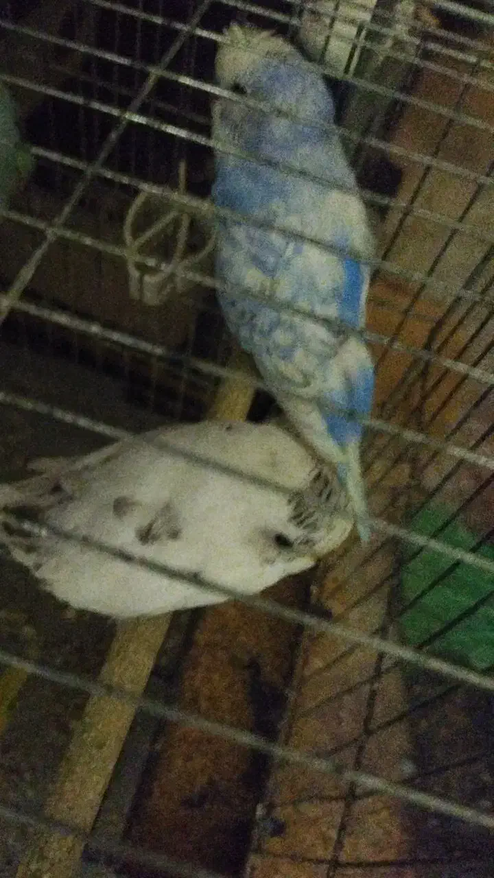 پرنده|پرنده|کوه چنار, |دیوار