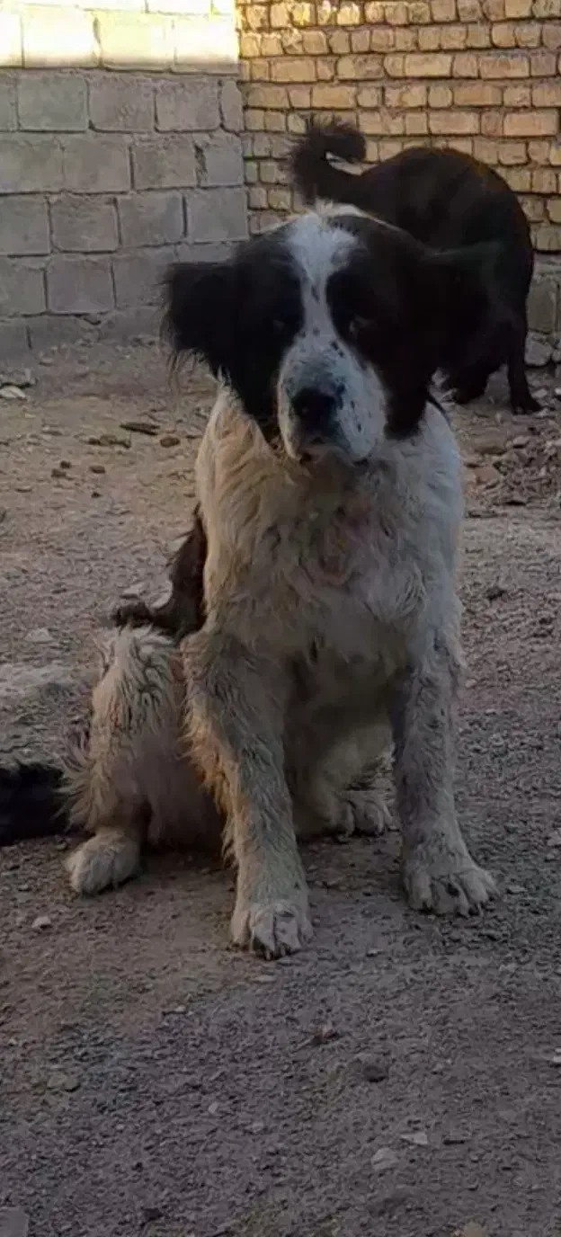 سگ گمشده|حیوانات|فریدونشهر, |دیوار