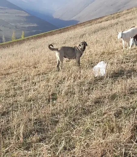 ماده عراقی ۱۵ ماهه اصل|سگ|مشگین شهر, |دیوار