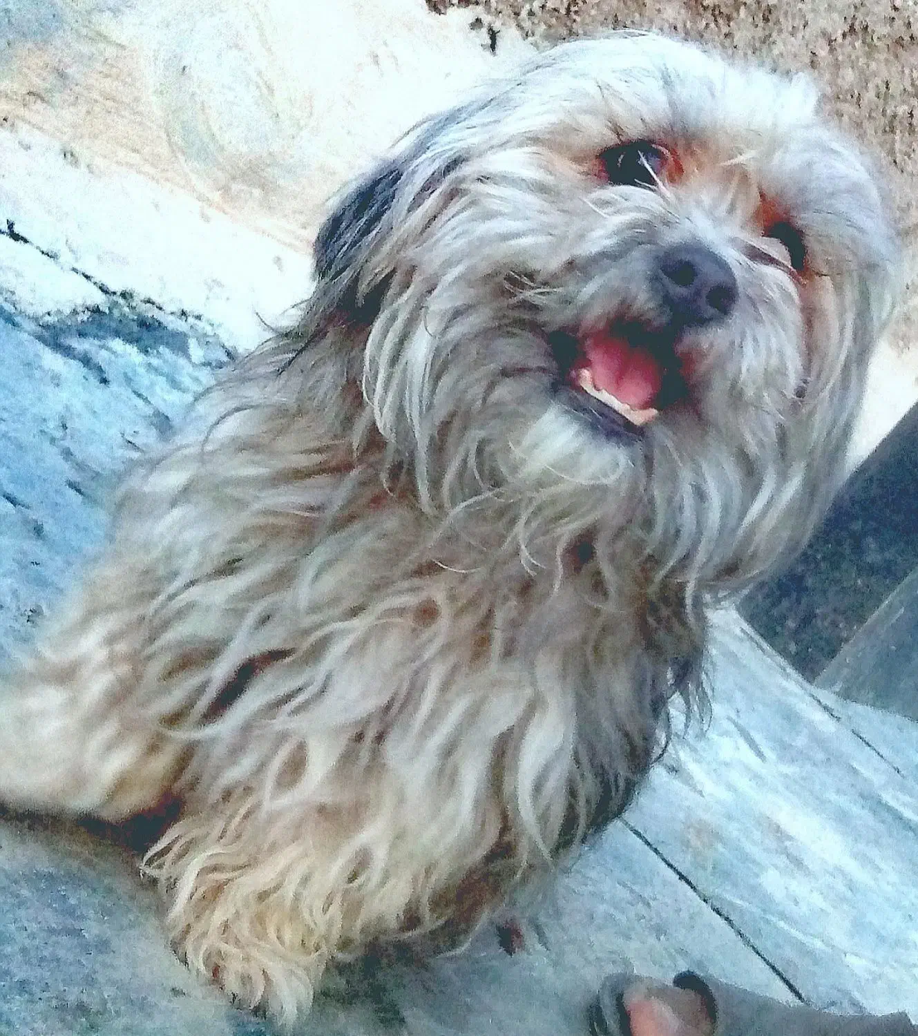 شیتزو پامر فرفری باهوش|سگ|شیراز, سعدیه شمالی|دیوار