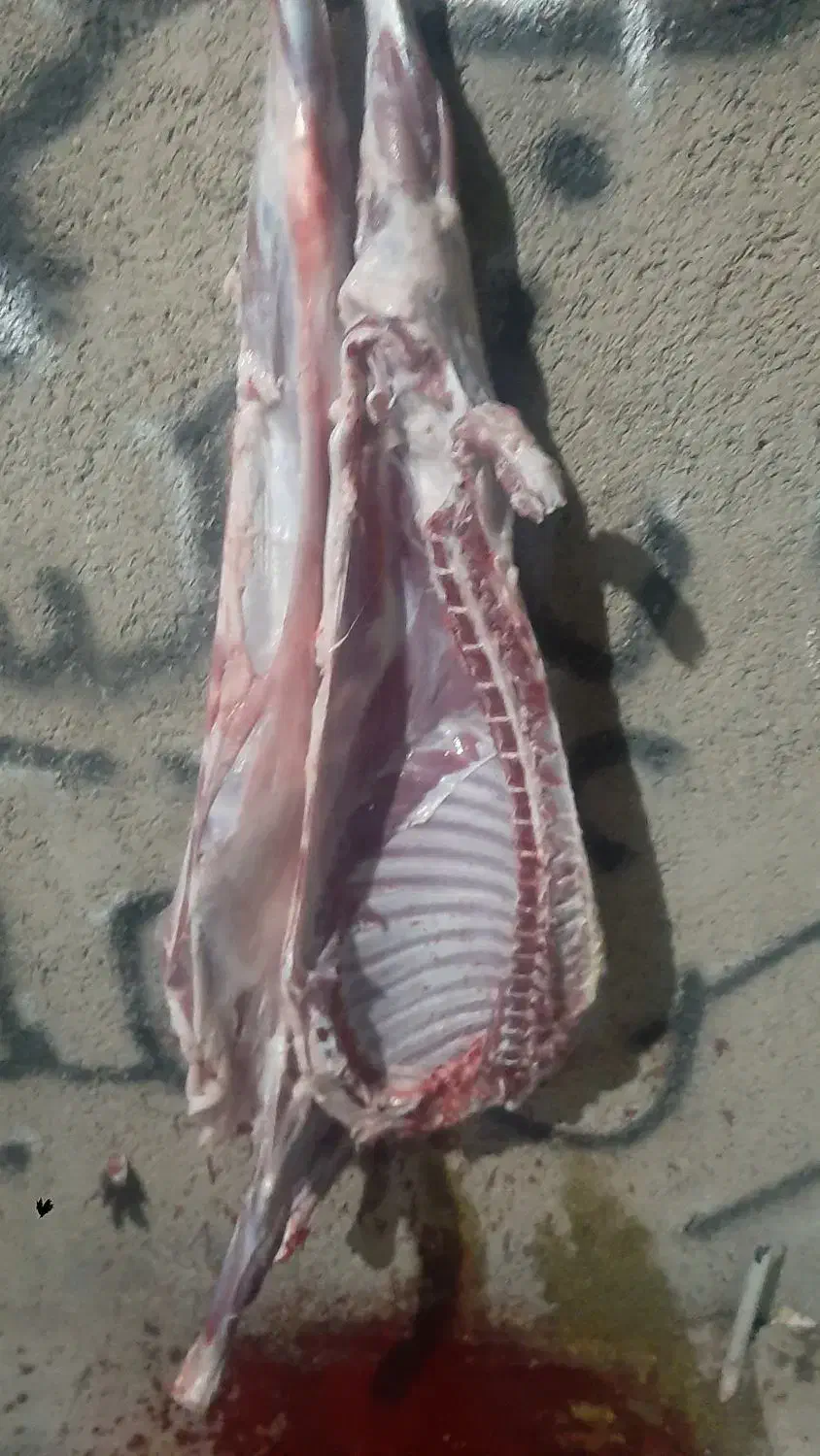 قصاب و سلاخ ذبح گوساله و گوسفند|خدمات پذیرایی، مراسم|اسلامشهر, شهرک مهدیه|دیوار