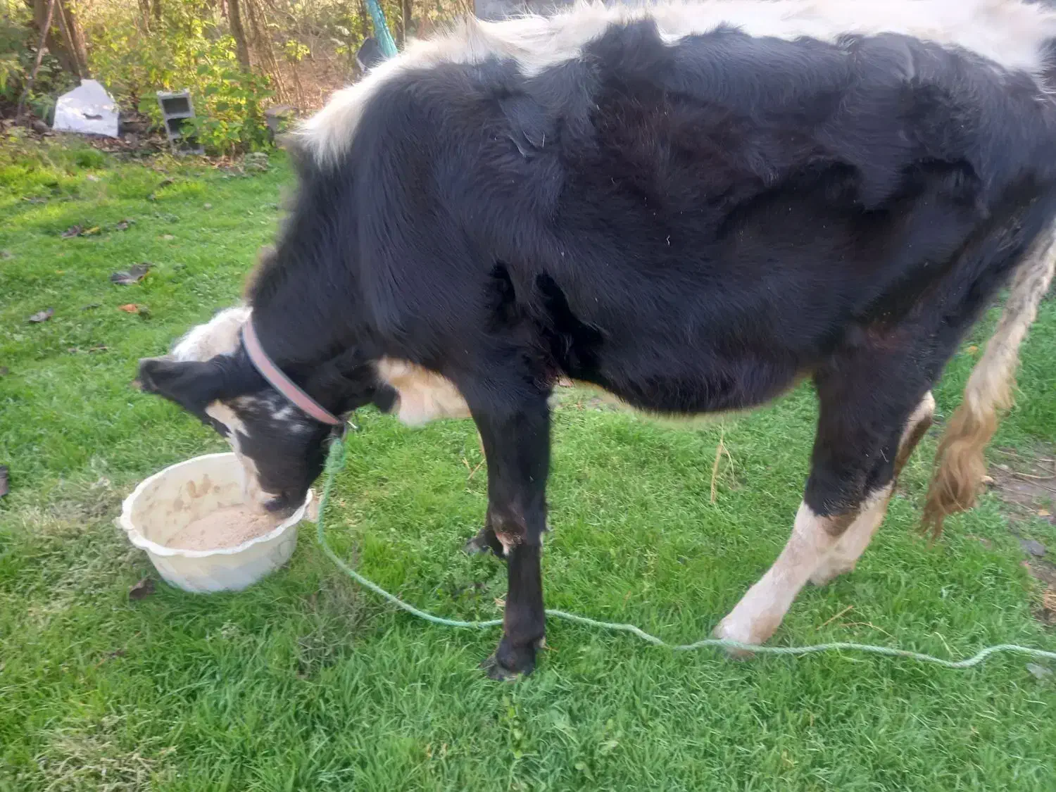 گاو هلشتاین|حیوانات مزرعه|لولمان, |دیوار