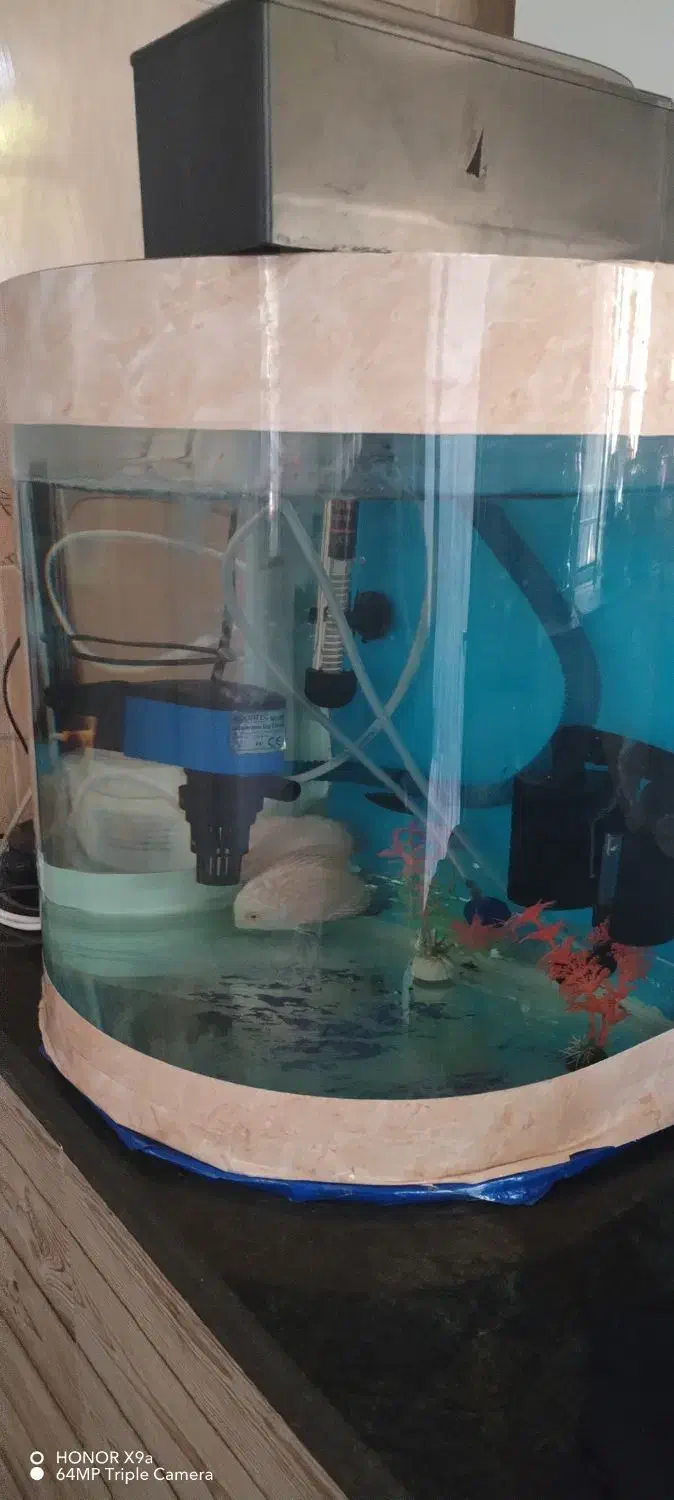 آکواریوم شیشه خم|ماهی|کرمانشاه, |دیوار