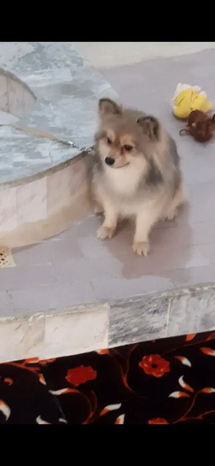 سگ پامرروباهی|سگ|بروجرد, |دیوار