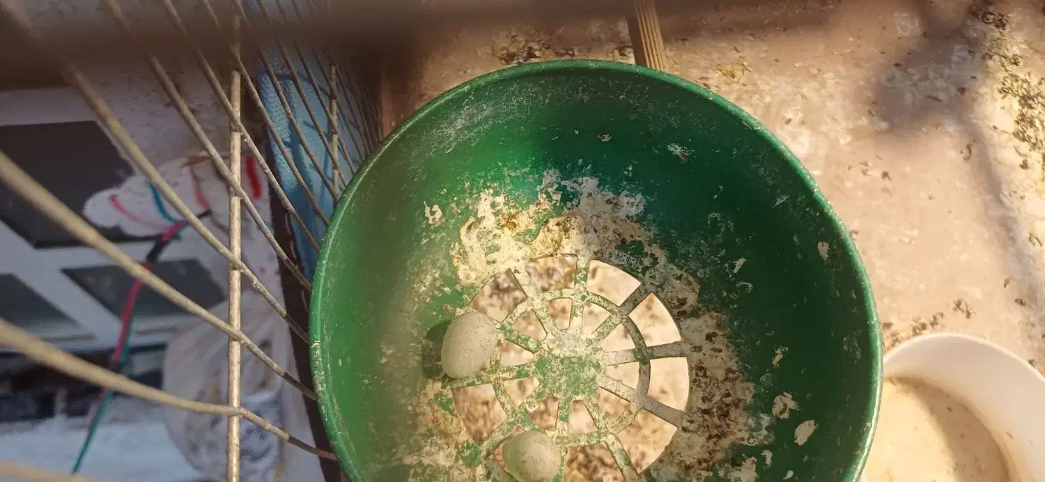 پرنده|پرنده|بهبهان, |دیوار