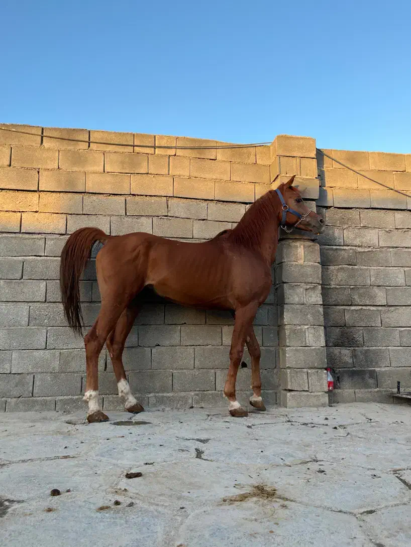 فروش اسب عرب|اسب و تجهیزات اسبسواری|کبودرآهنگ, |دیوار