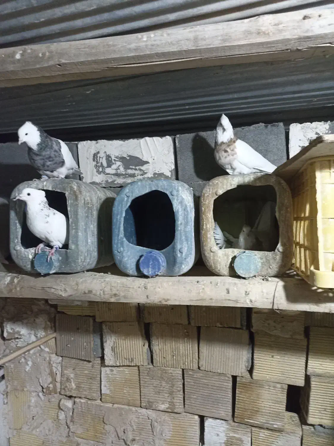 ۱۳ عدد کبوتر طوقی پاک|پرنده|کرمانشاه, |دیوار