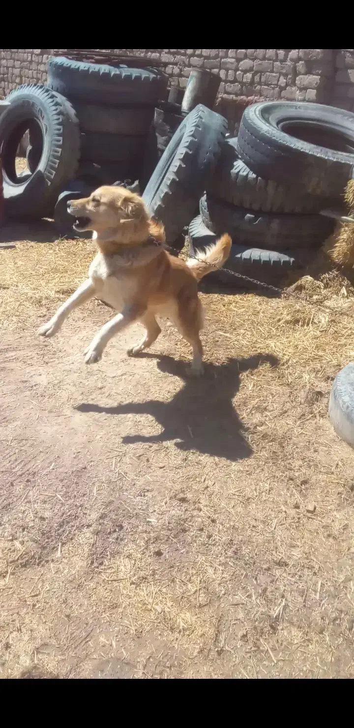 سگ نگهبان|سگ|گل تپه, |دیوار