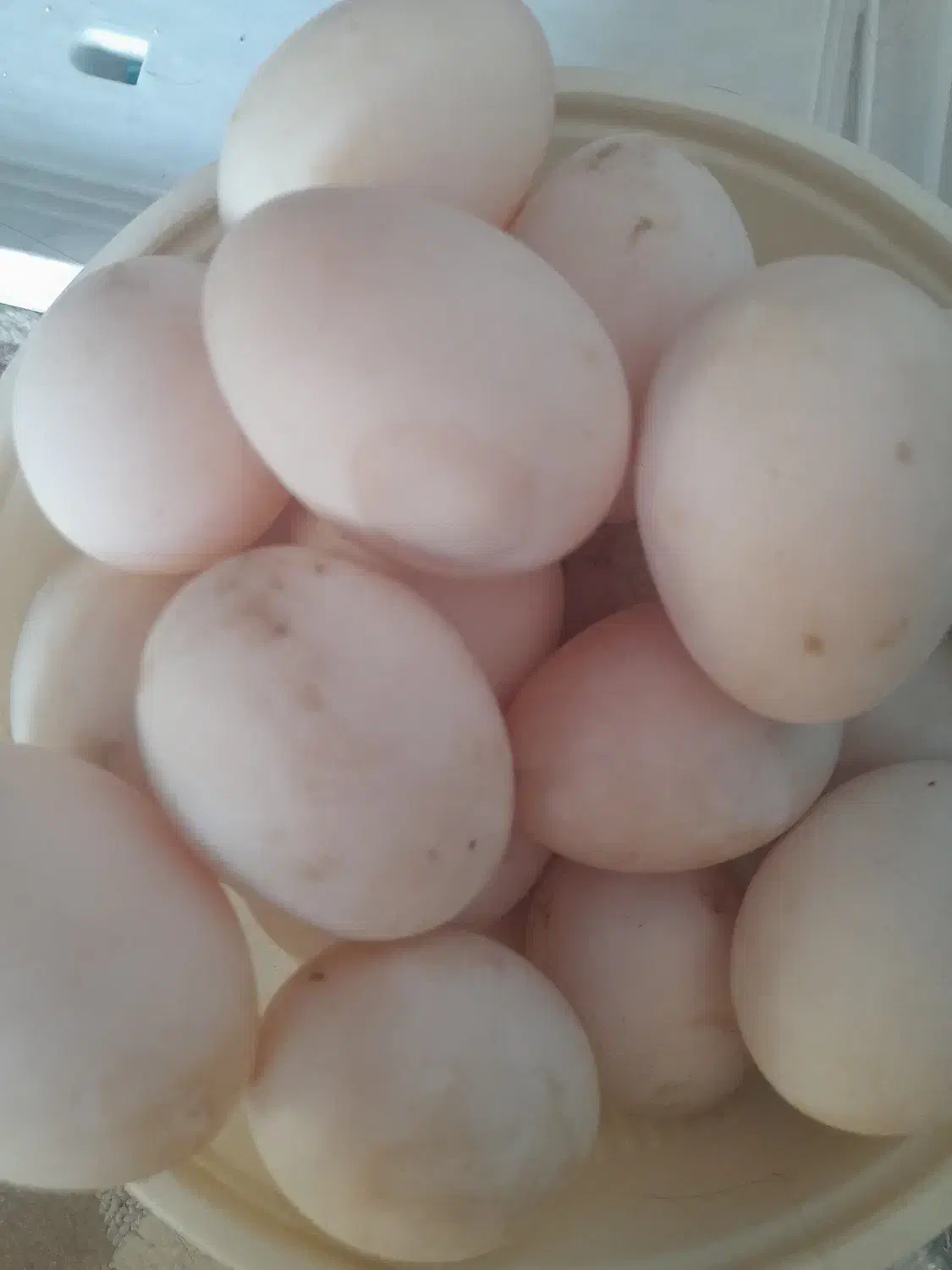 تخم اردکی|حیوانات مزرعه|لاهیجان, طالقانی|دیوار