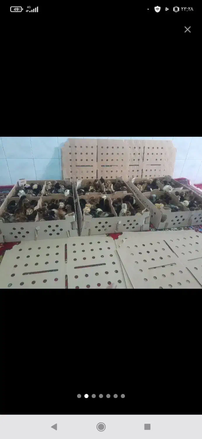 جوجه فروشی به قیمت عمده|حیوانات مزرعه|فین, |دیوار