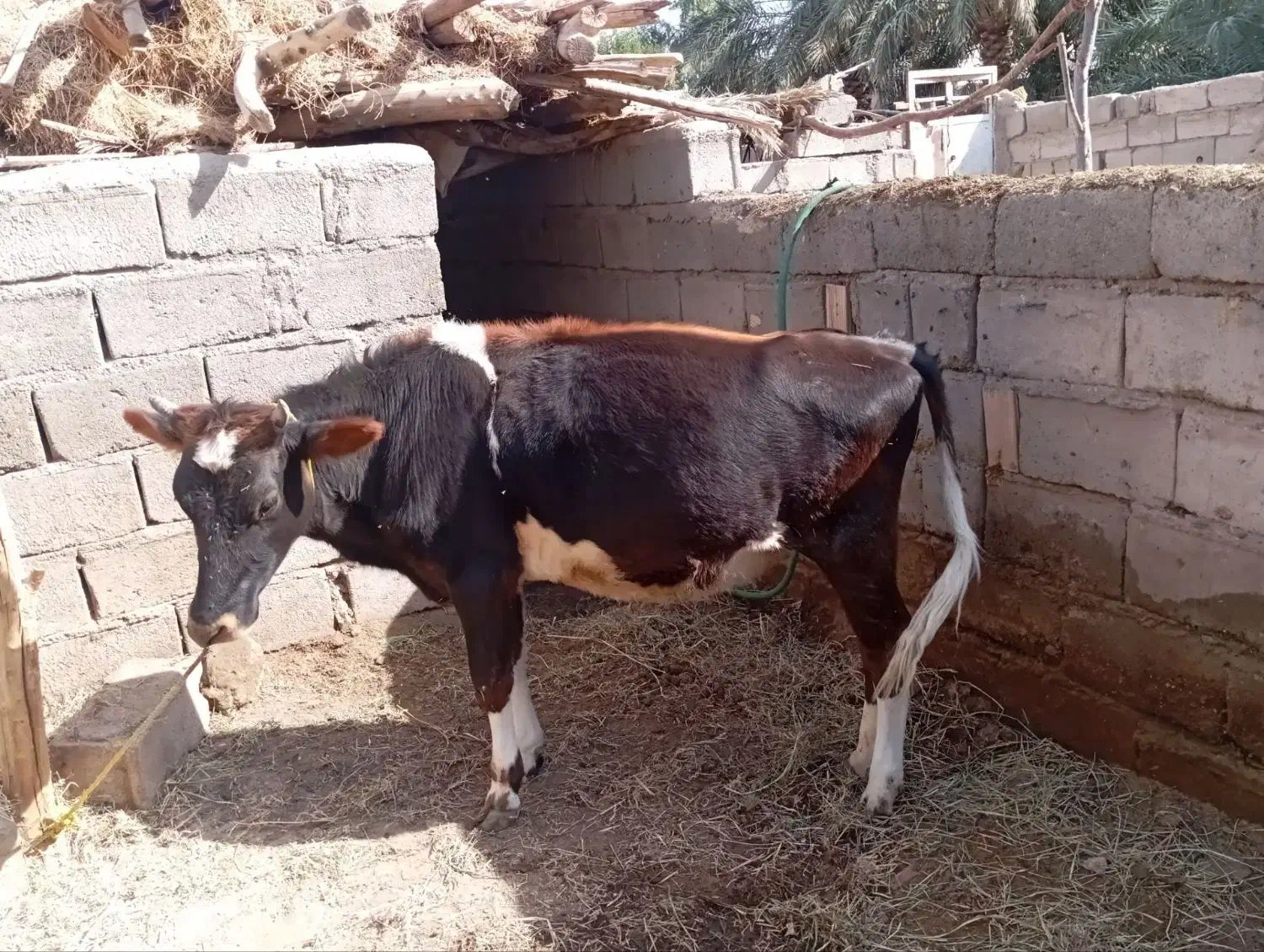 حیوانات مزرعه|حیوانات مزرعه|گنبکی, |دیوار